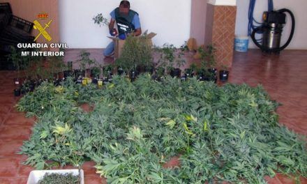 Desmantelan dos invernaderos clandestinos de marihuana en Murcia