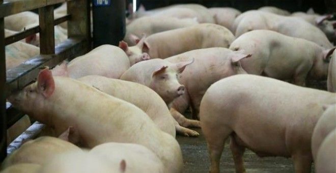 En España ya hay más cerdos que personas