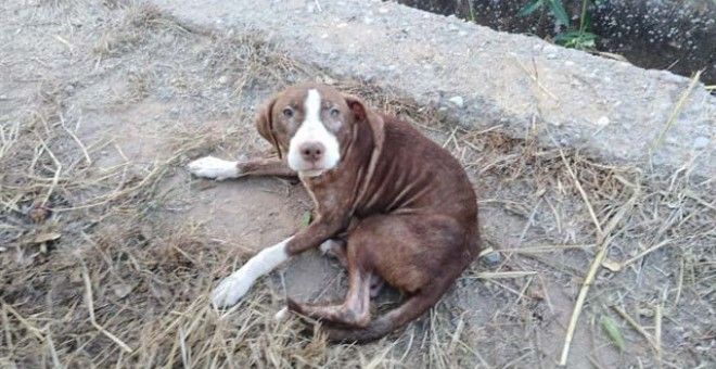 Un perro sin dueño cuida toda la noche de un anciano con alzhéimer perdido en Burriana