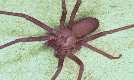 Así es la araña violinista, la invasora más letal que una cobra que atemoriza a España