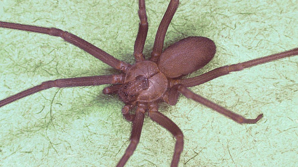 Así es la araña violinista, la invasora más letal que una cobra que atemoriza a España