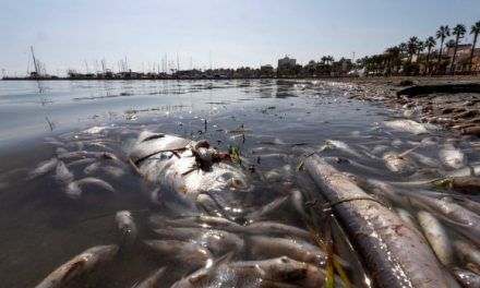 Las terribles imágenes de los 3.000 kilos de peces muertos en el Mar Menor