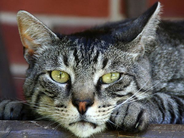 «EL GATOPARDO SÁNCHEZ»