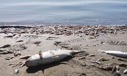 Un año después de la anoxia masiva, el Mar Menor sigue sin recuperarse